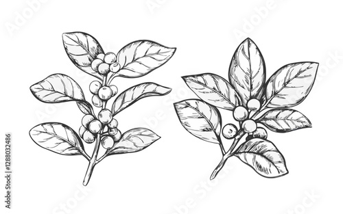 Ashwagandha sketch drawing. Ayurvedic healing plant. Hand drawn vector illustration in sketch style.