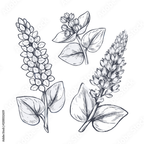 Buckwheat seeds sketch engraved vector illustration. Hand drawn buckwheat groats pile, cereal crops. Agriculture plant harvest. Vegan organic food isolated ink style.