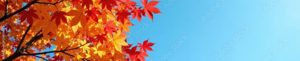 Maple tree with yellow and red leaves against blue sky, deciduous trees, nature Maple tree with yellow and red leaves against blue sky, deciduous trees, nature