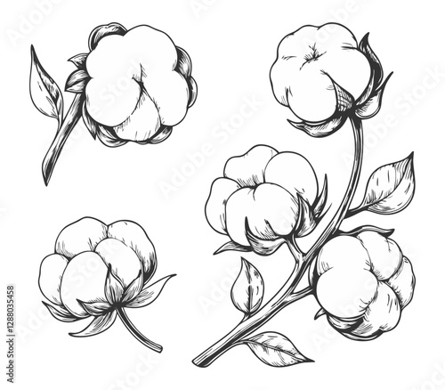 Elegant sketch-style illustration of cotton branches with detailed line art. Perfect for botanical designs, textiles, packaging, labels, and rustic or organic-themed projects.