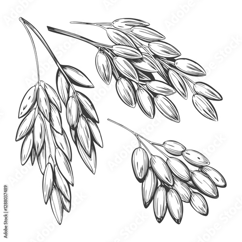 Detailed hand-drawn sketch of branch oats in a delicate line art style. Ideal for botanical designs, natural products, wellness packaging, labels, and nature-inspired projects.