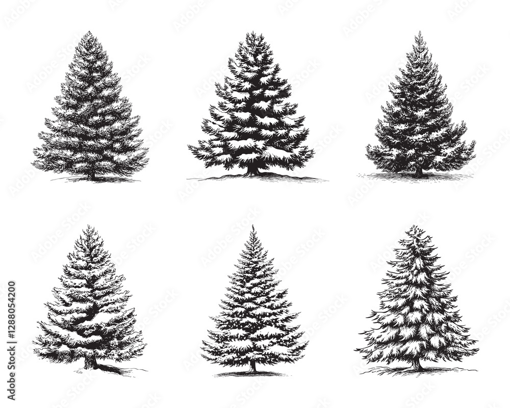 Obraz premium Set of fir vector illustrations - hand drawn herringbone - black and white spruce isolated on white background