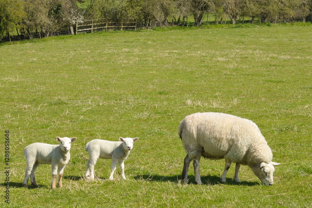 Sheep and lambs grazing in a green field Sheep and lambs grazing in a green field