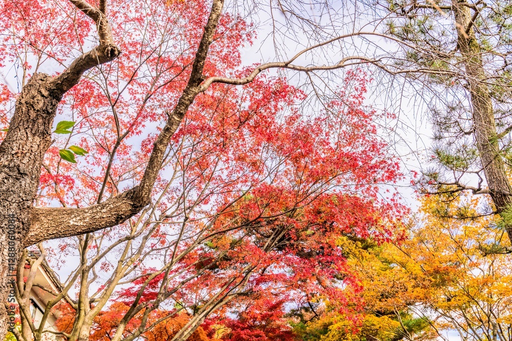 Fototapeta premium 輪王寺 晩秋 