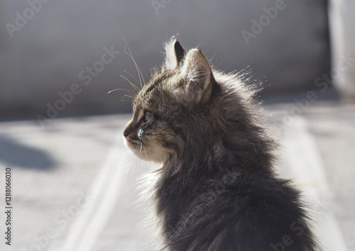 Cute cat wandering on the street in the city