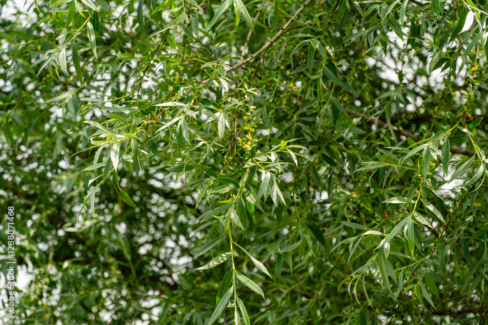 Eucalyptus glauca (Eucalyptus caesia) branch with its characteristic elongated green leaves. Close-up. Ornithological park is located in Adler (Sirius) Eucalyptus glauca (Eucalyptus caesia) branch with its characteristic elongated green leaves. Close-up. Ornithological park is located in Adler (Sirius)