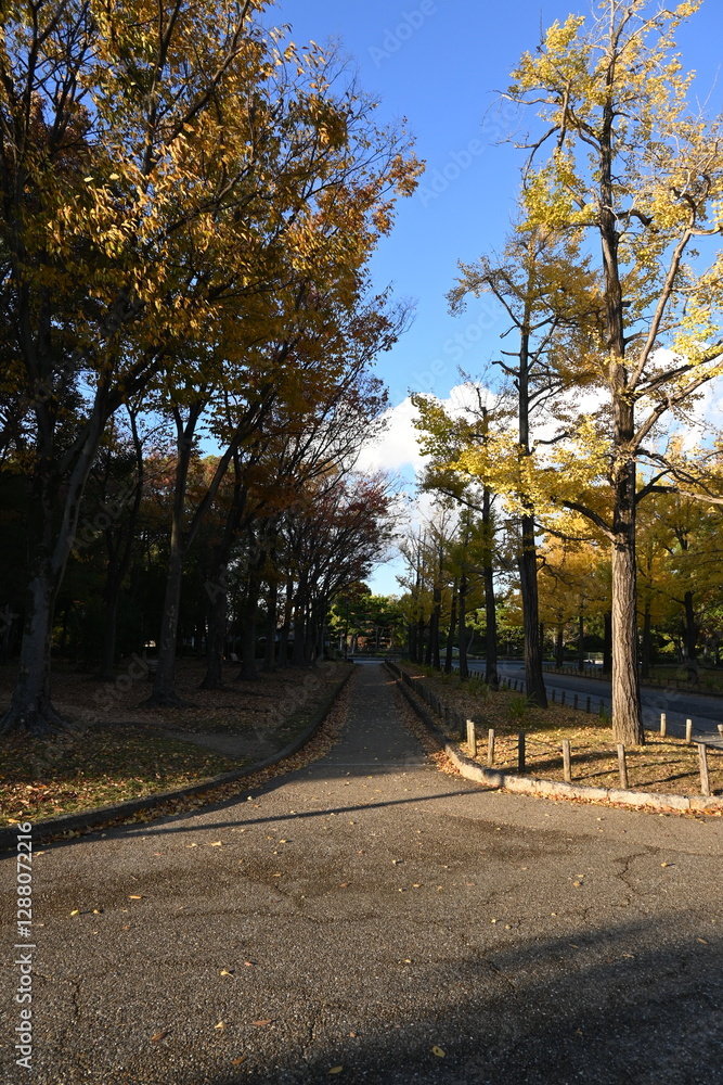 An autumn park in Japan with ginkgo trees, during the evening. An autumn park in Japan with ginkgo trees, during the evening.