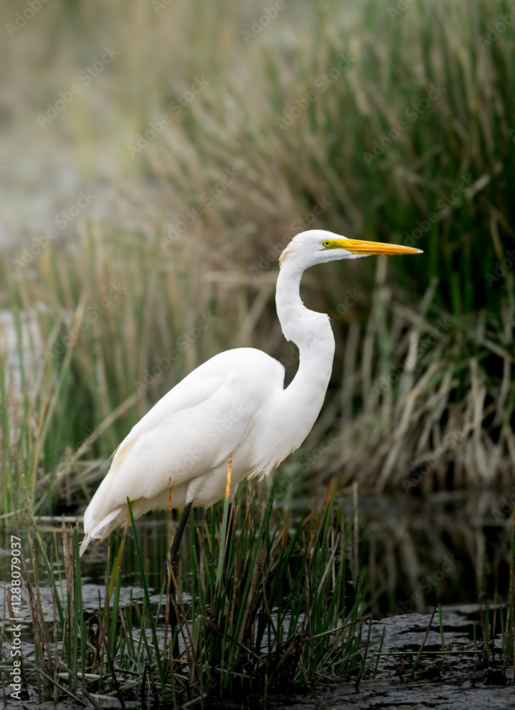 White heron in its environment White heron in its environment