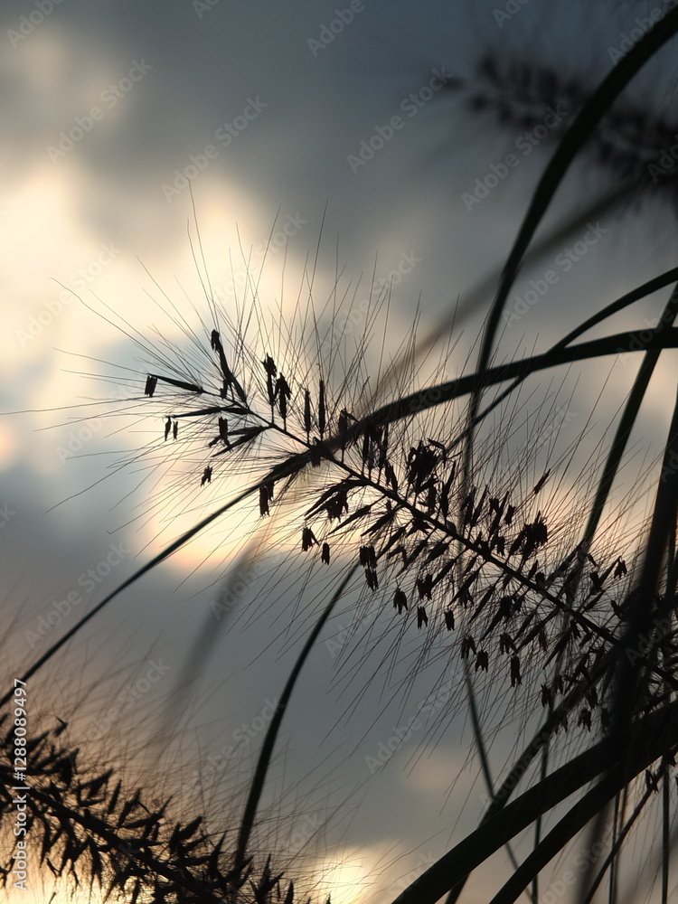 Obraz premium Trawa skąpana w słońcu