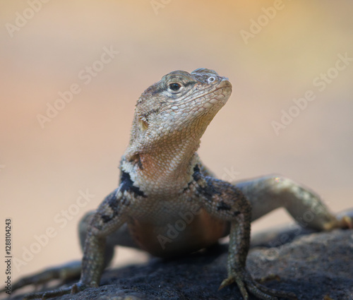 Lizzard posing