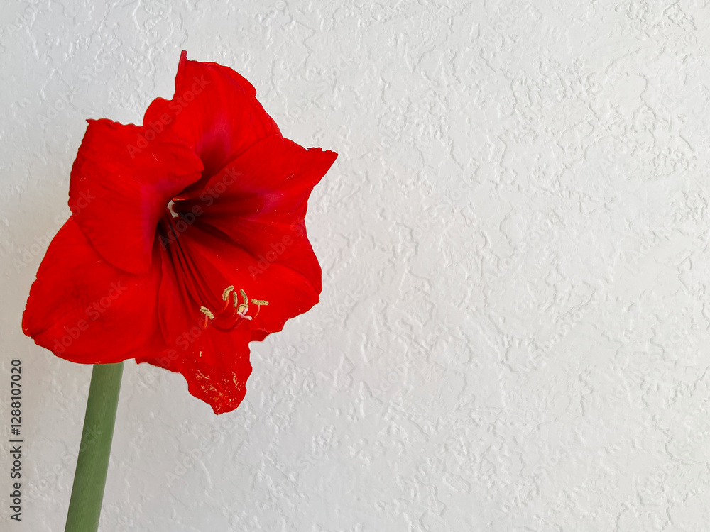 Hippeastrum blooming with red flowers on a light white background. Minimalism