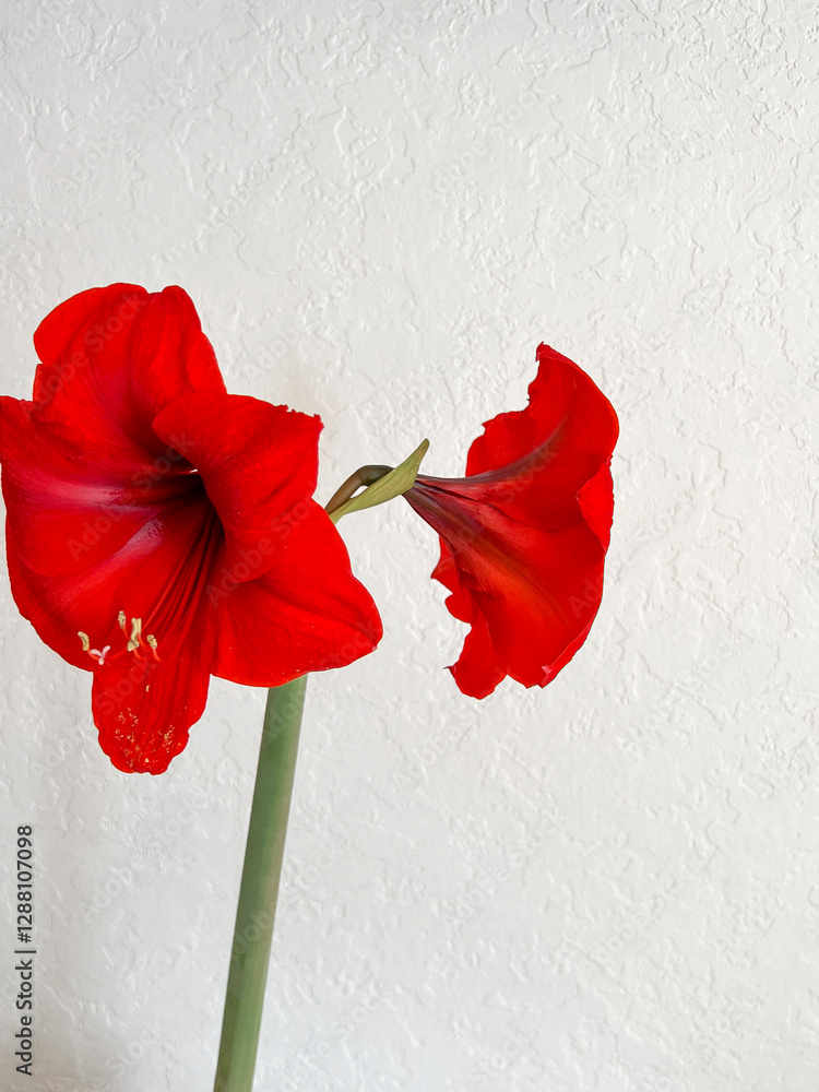 Hippeastrum blooming with red flowers on a light white background. Minimalism