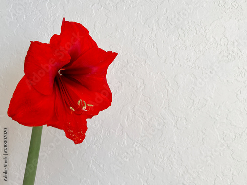 Obraz na płótnie Hippeastrum blooming with red flowers on a light white background. Minimalism w salonie