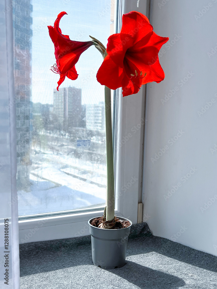 Hippeastrum indoor flower blooming with red flowers on the windowsill