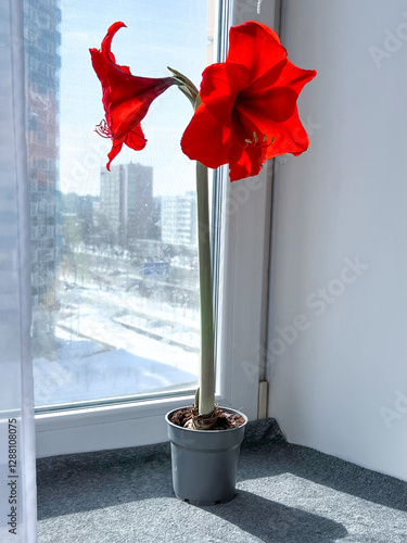 Obraz na płótnie Hippeastrum indoor flower blooming with red flowers on the windowsill w salonie