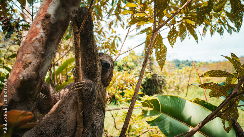 Fototapeta premium A sloth basking in the sunlight while hanging from a tree