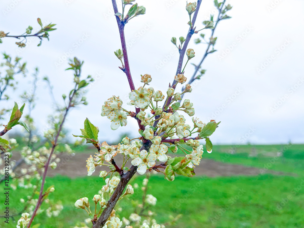 Branches of cherry blossoms in the garden. Spring in the middle zone