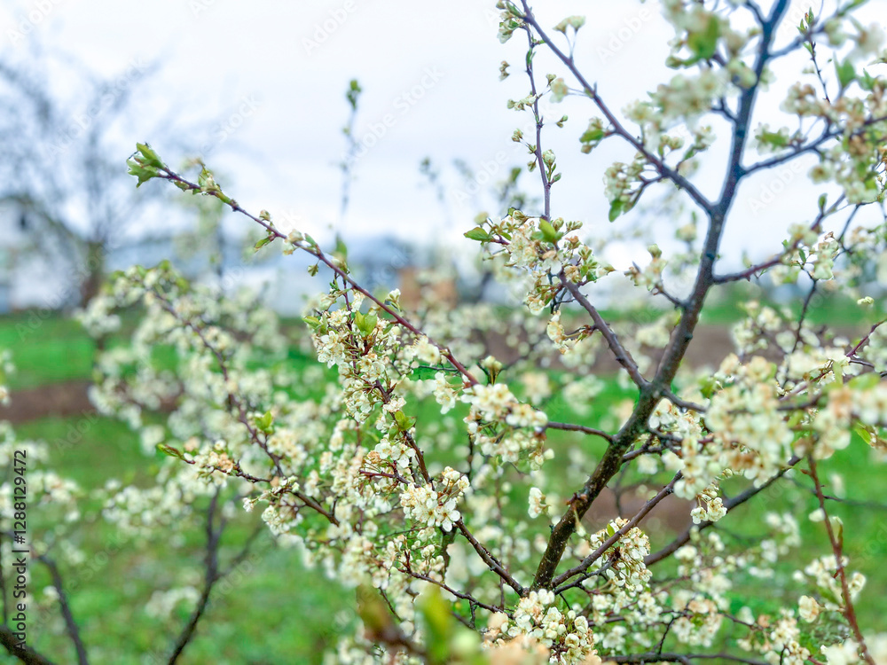 Obraz premium Branches of cherry blossoms in the garden. Spring in the middle zone