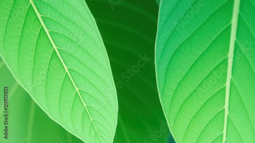 Obraz na płótnie a close up of a green leaf with a blue background, w salonie