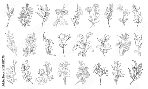 Wild flowers and leaves line art Hand drawn wedding herb, elegant trendy greenery. Minimalist black sketch drawing for logo, tattoo, jewelry design, cards, invitations isolated