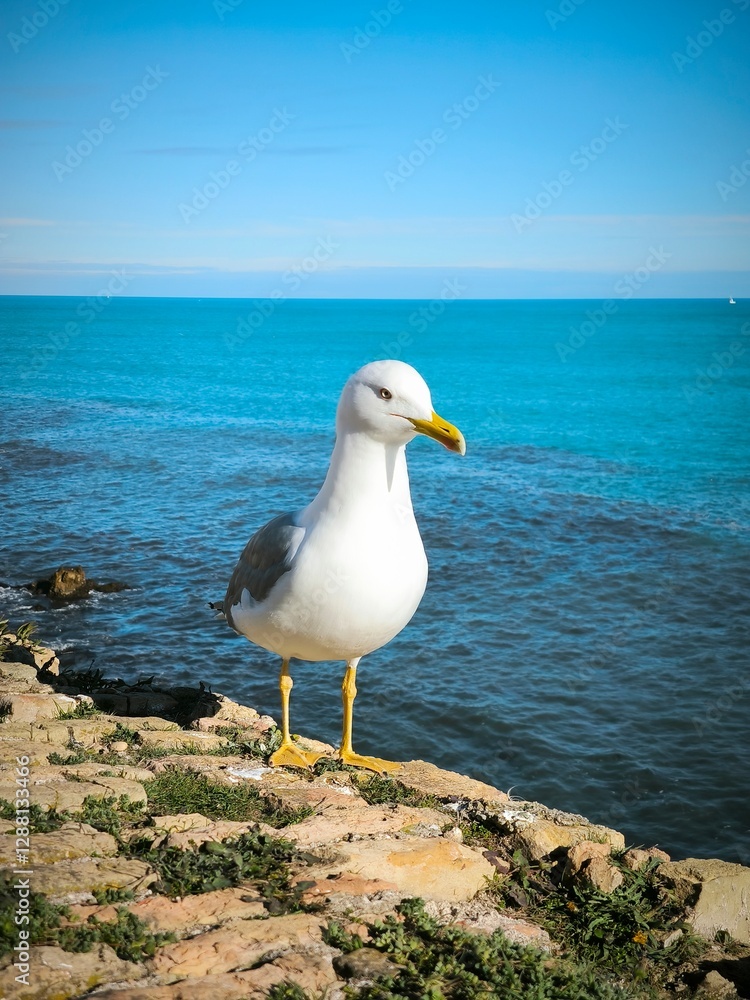 Obraz premium seagull on the rocks