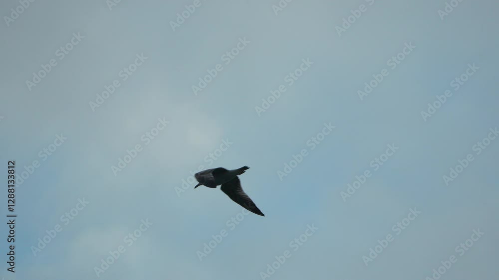 Bird Flight Sky Wildlife: Single bird soaring cloudy sky, daytime, natural behavior. Bird Flight Sky Wildlife: Single bird soaring cloudy sky, daytime, natural behavior.