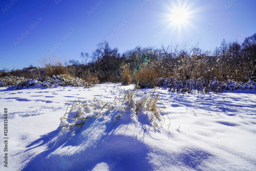 幻想的な雪景色と静寂な冬の自然