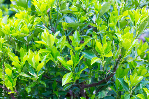 Green leaves background photo