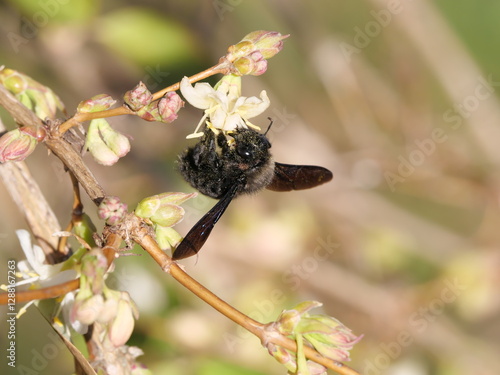 Mit gelben Pollenkörnern dekorierte Blaue Holzbiene Xylocopa violacea Mitte Februar an einer Blüte der Winter-Heckenkirsche 'Winter Beauty' Lonicera purpusii photo