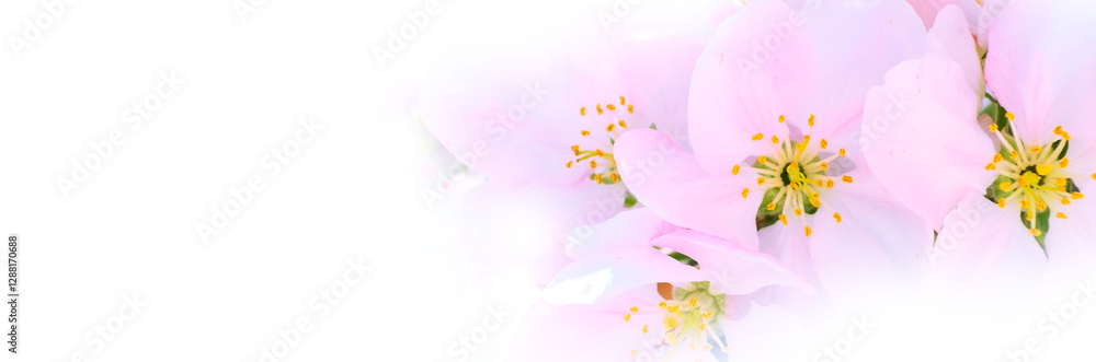 Obraz premium Apple branch blossoms, white background