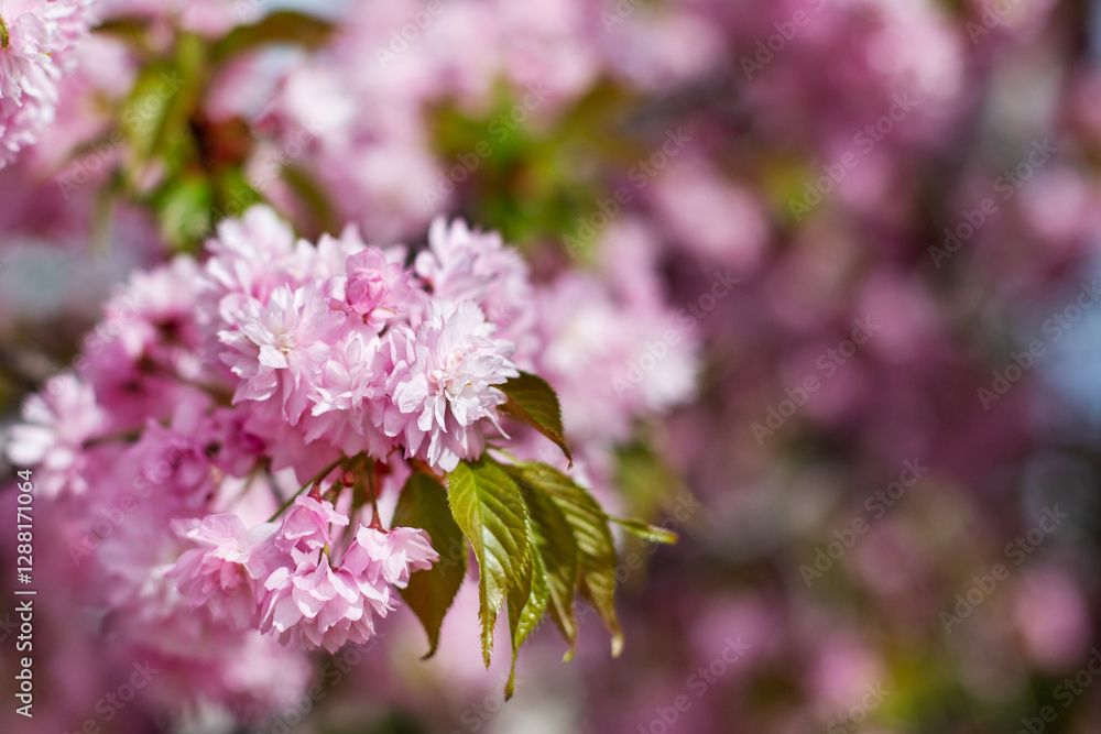pink cherry blossom branch, sakura flowers pink cherry blossom branch, sakura flowers