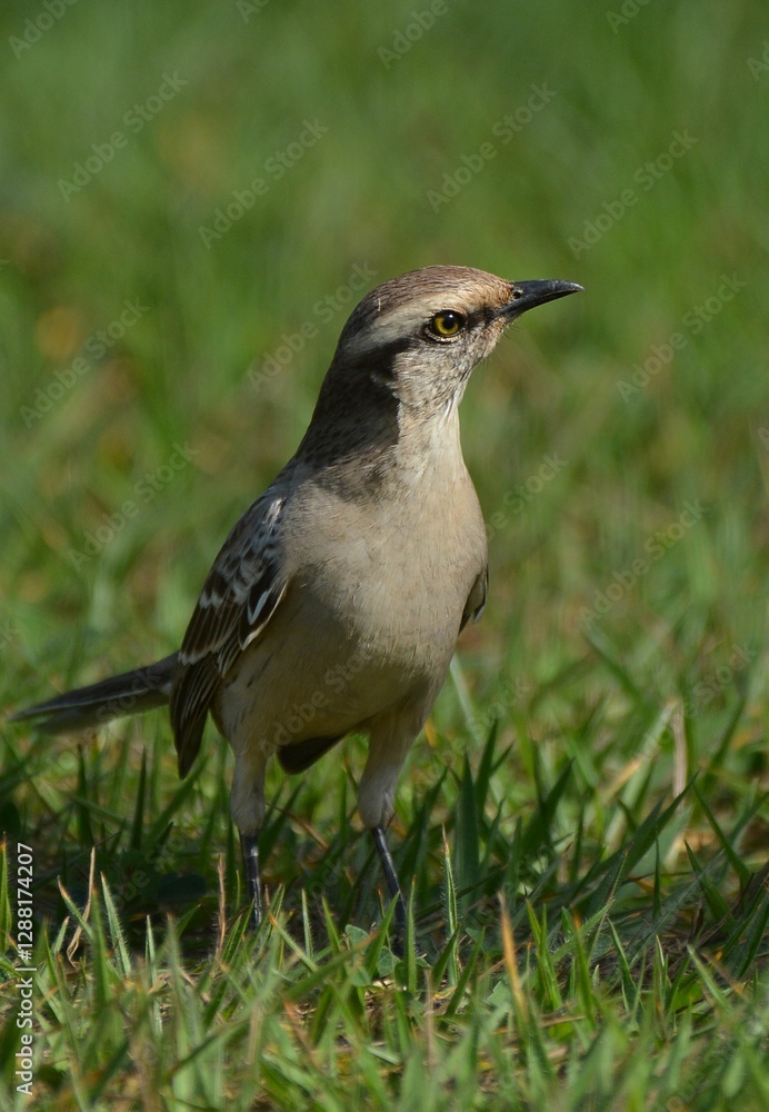 Close-up of a northern mockingbird standing on grass Close-up of a northern mockingbird standing on grass