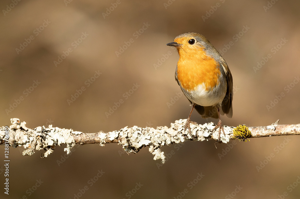 European robin in the early morning light in a Eurosiberian beech and oak forest on a cold January day European robin in the early morning light in a Eurosiberian beech and oak forest on a cold January day