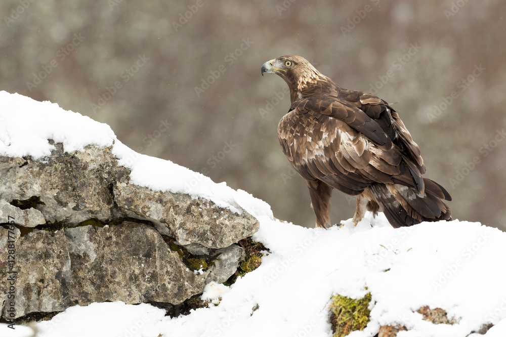 Fototapeta premium Golden eagle male in a high mountain area with lots of snow with the first light of a very cold January morning
