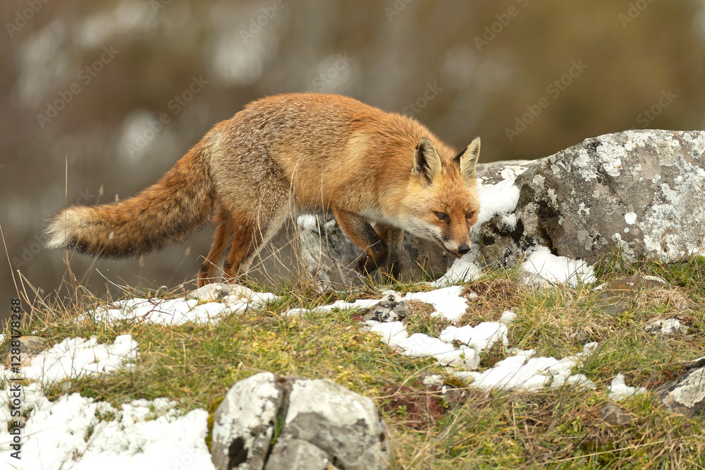Fototapeta premium Red fox roaming its territory in a high mountain area with lots of snow on a cold January day