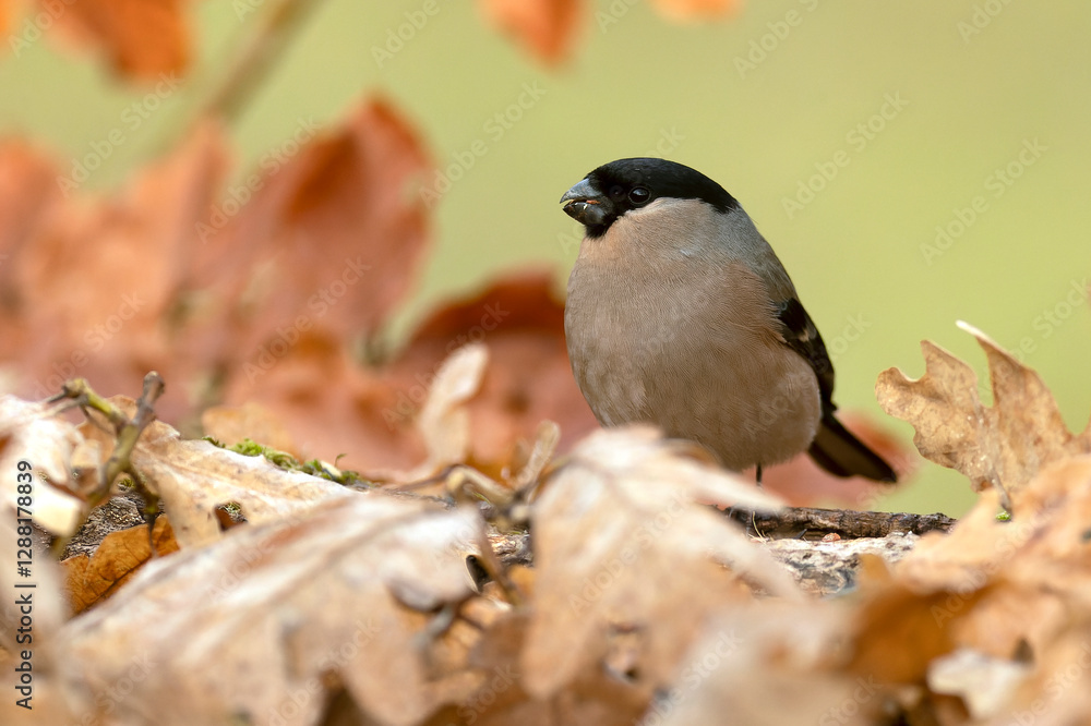 Obraz premium Female Eurasian bullfinch in an Atlantic oak and beech forest with the soft light of a cloudy winter day