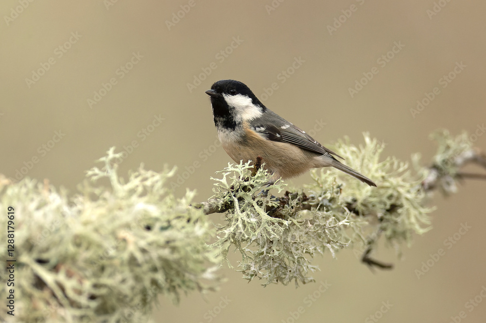Coal tit in the last light of the evening in a Eurosiberian forest of beech, oak and fir trees Coal tit in the last light of the evening in a Eurosiberian forest of beech, oak and fir trees