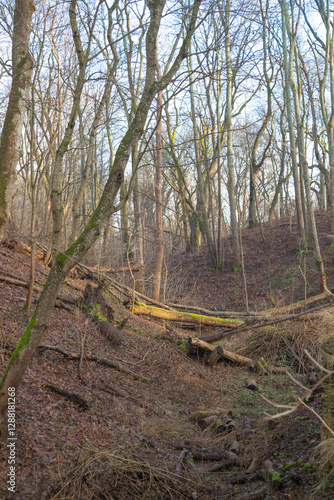 Abandoned forest in Europe.