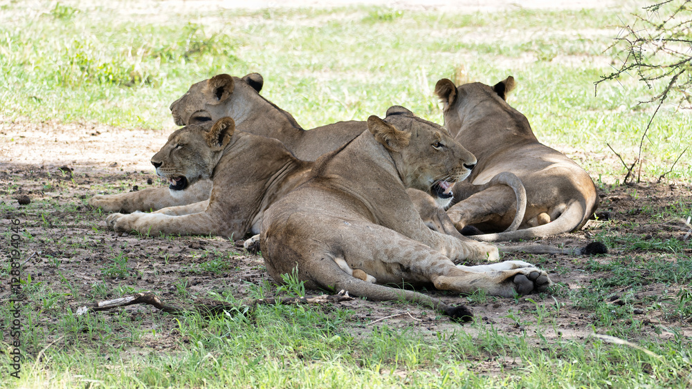 A Pride of Majestic Lions Resting Peacefully in the Warm Sunlight of their Habitat Tarangire Tanzania Africa A Pride of Majestic Lions Resting Peacefully in the Warm Sunlight of their Habitat Tarangire Tanzania Africa