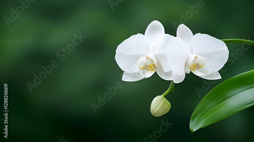 White Orchid Blossom with Green Background