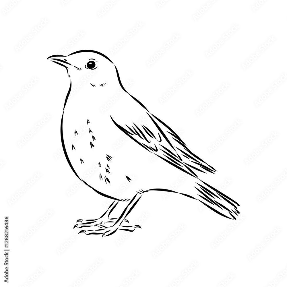 Fototapeta premium Australian blackbird, vector sketch Blackbird illustration