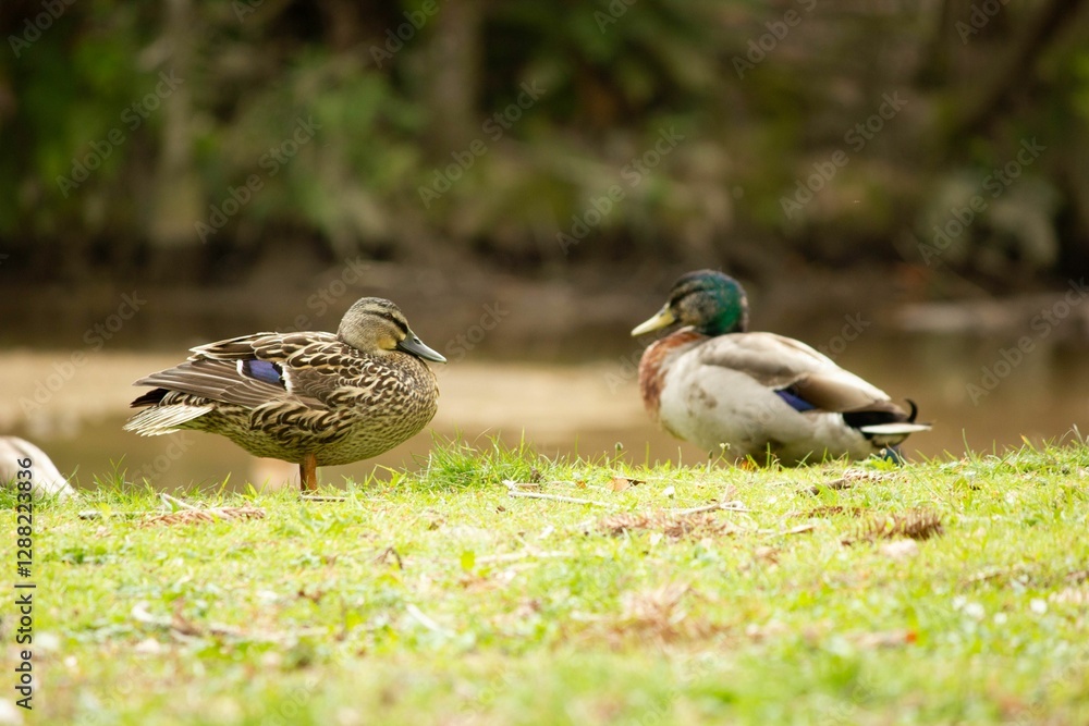 Ducks Resting by a Pond Ducks Resting by a Pond