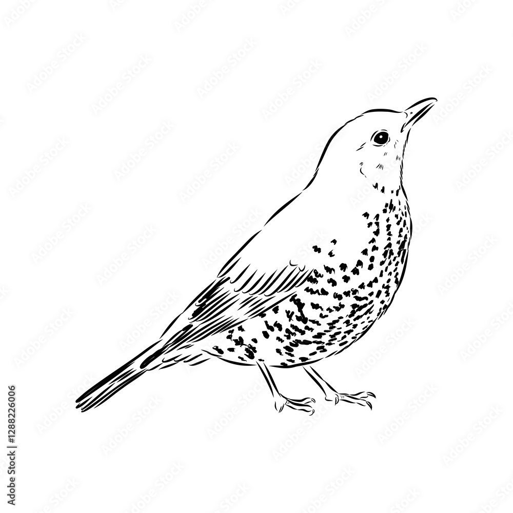 Fototapeta premium Australian blackbird, vector sketch Blackbird illustration