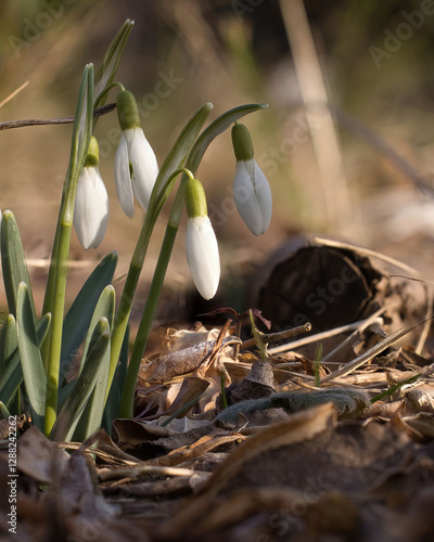 Schneeglöckchen - Zeigerpflanze für Vorfrühling