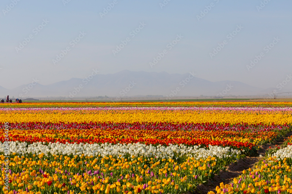 Tulip fields in Konya Tulip fields in Konya