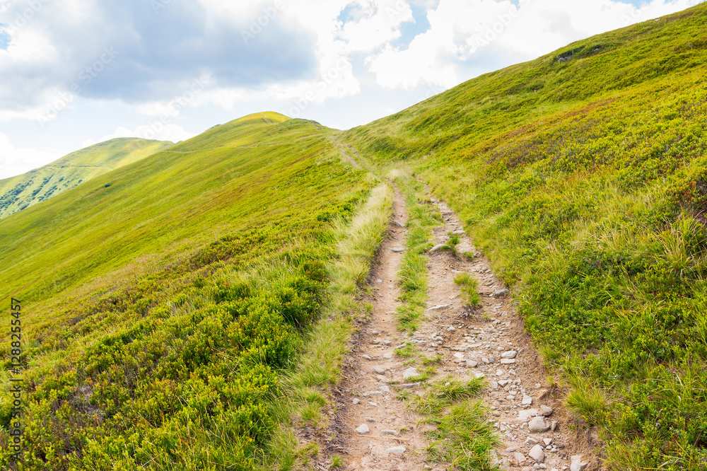 path up the steep hill. travel background with carpathian mountain landscape in summer. outdoor adventure. grassy alpine scenery of ukraine on a sunny day with clouds on the blue sky