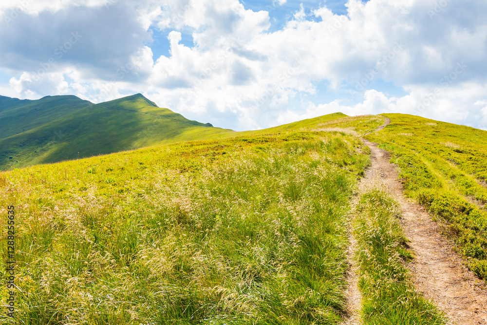 path up the steep hill. travel background with carpathian mountain landscape in summer. grassy alpine scenery of ukraine on a sunny day with clouds on the blue sky. concept of motivation for success