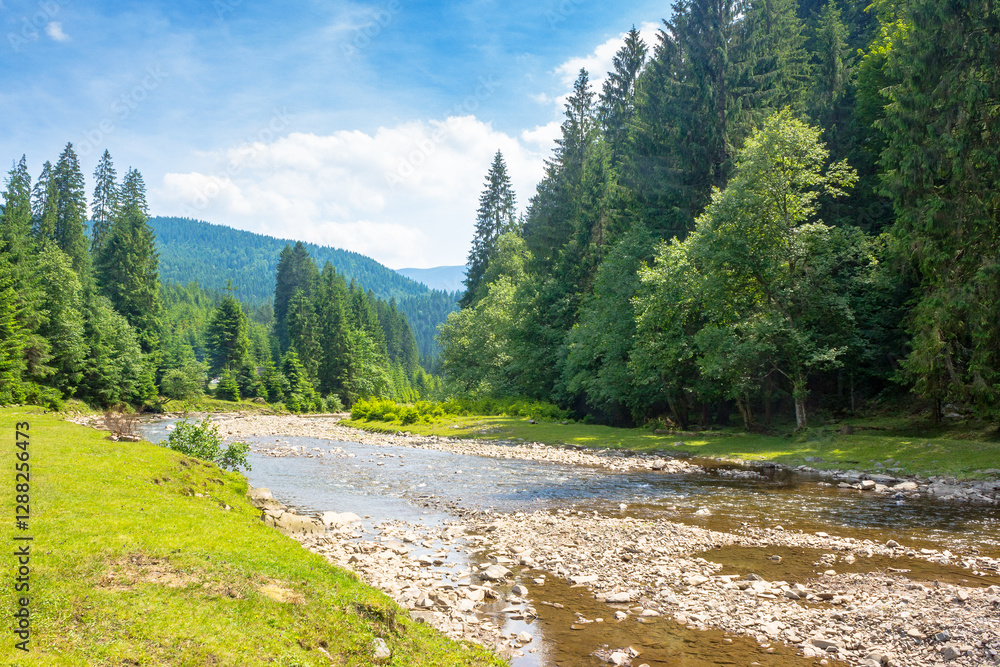 mountainous landscape of ukraine with tereblya river. forest on the hill along the grassy shore. scenery beneath a blue sky with clouds on a sunny day in summer. fresh water in alpine wilderness