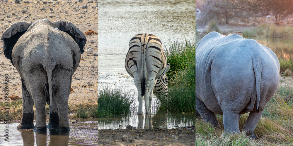 Photo collage of animal butts, elephant, zebras and rhinoceros buttocks, wildlife safari and game drive in Namibia, Africa