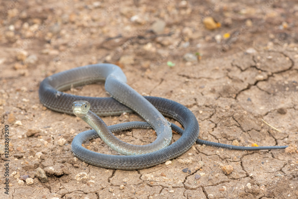 A highly venomous black mamba (Dendroaspis polylepis) in the bushveld on a hot summer’s day A highly venomous black mamba (Dendroaspis polylepis) in the bushveld on a hot summer’s day